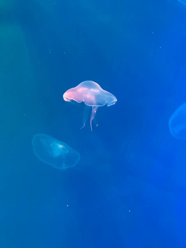aquarium saint malo