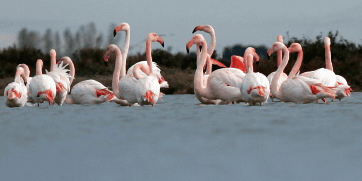 etangs de palavas les flots