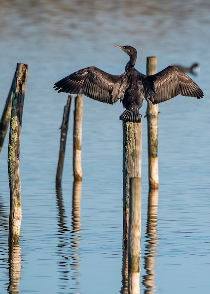 Fort Carré - Station Classées
