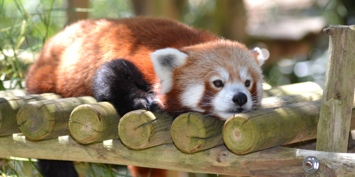 Zoo de la Palmyre - Anett Stations Classées