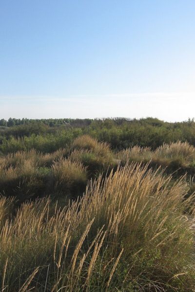 Réserve naturelle du Bagnas au Cap d'Agde - Stations Classées