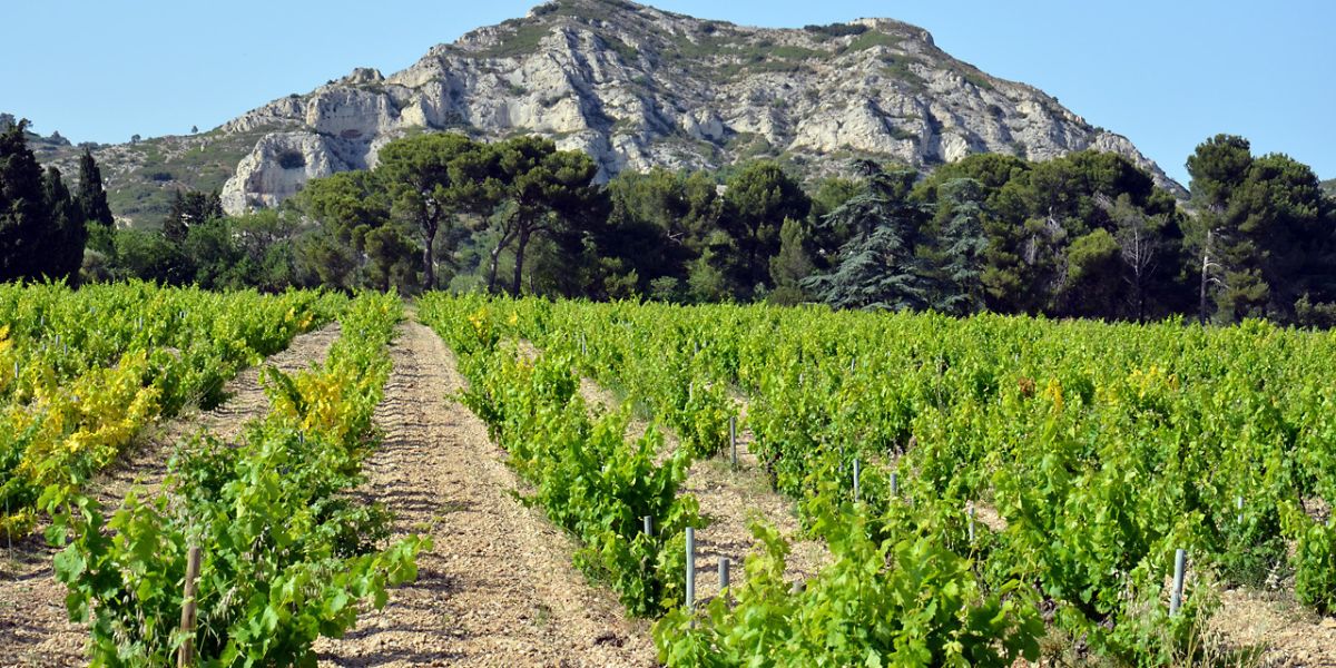 Vignobles des Baux-de-Provence - Stations Classées