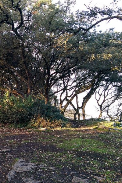 Le bois de la Chaise à Noirmoutier - Stations Classées