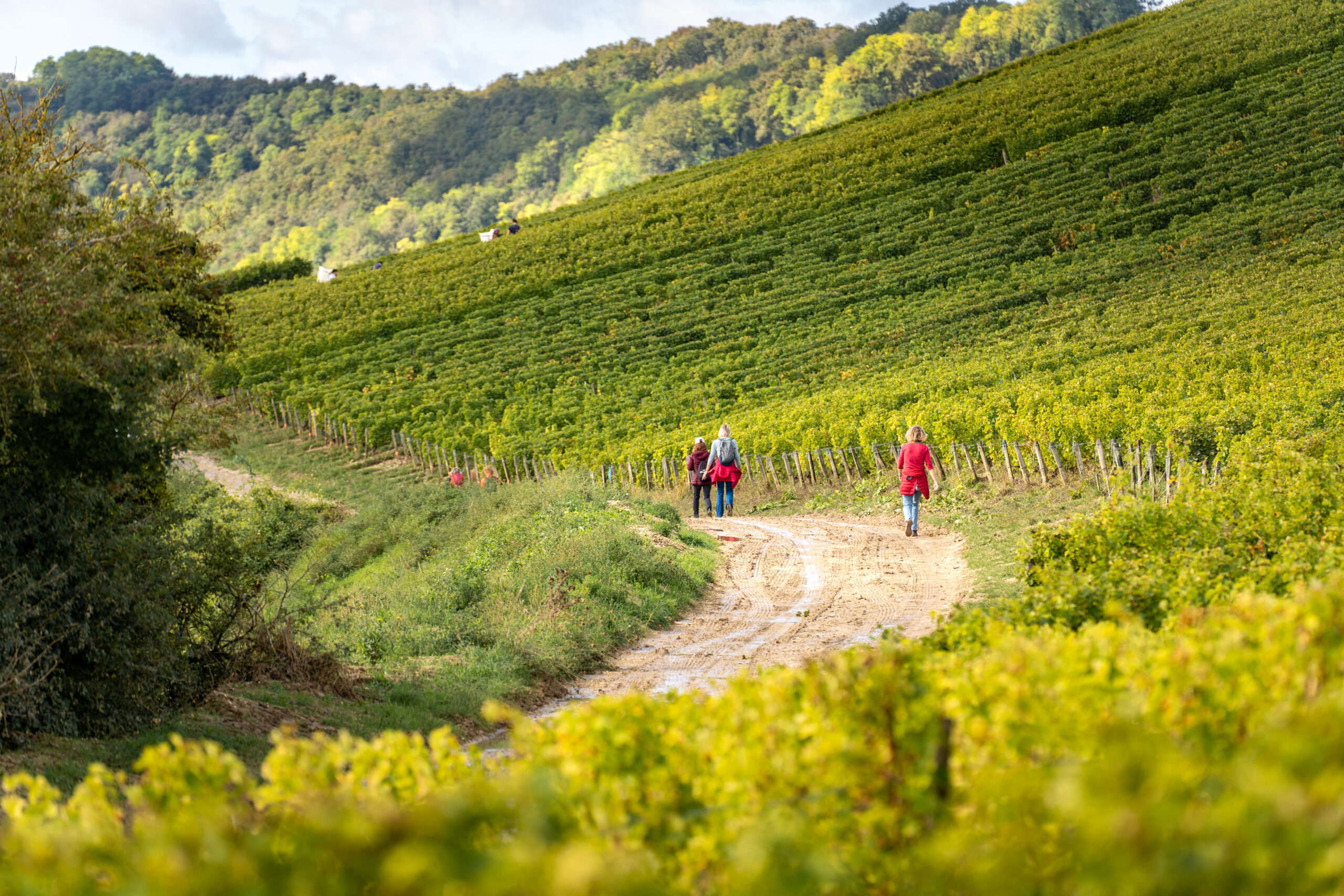 randonneuses-dans-les-vignes - Sancerre