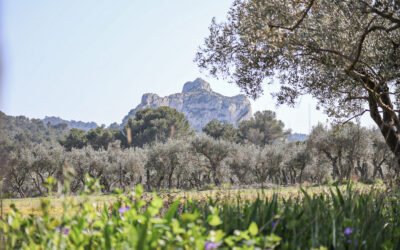 Que faire à Saint-Remy-de-Provence ?