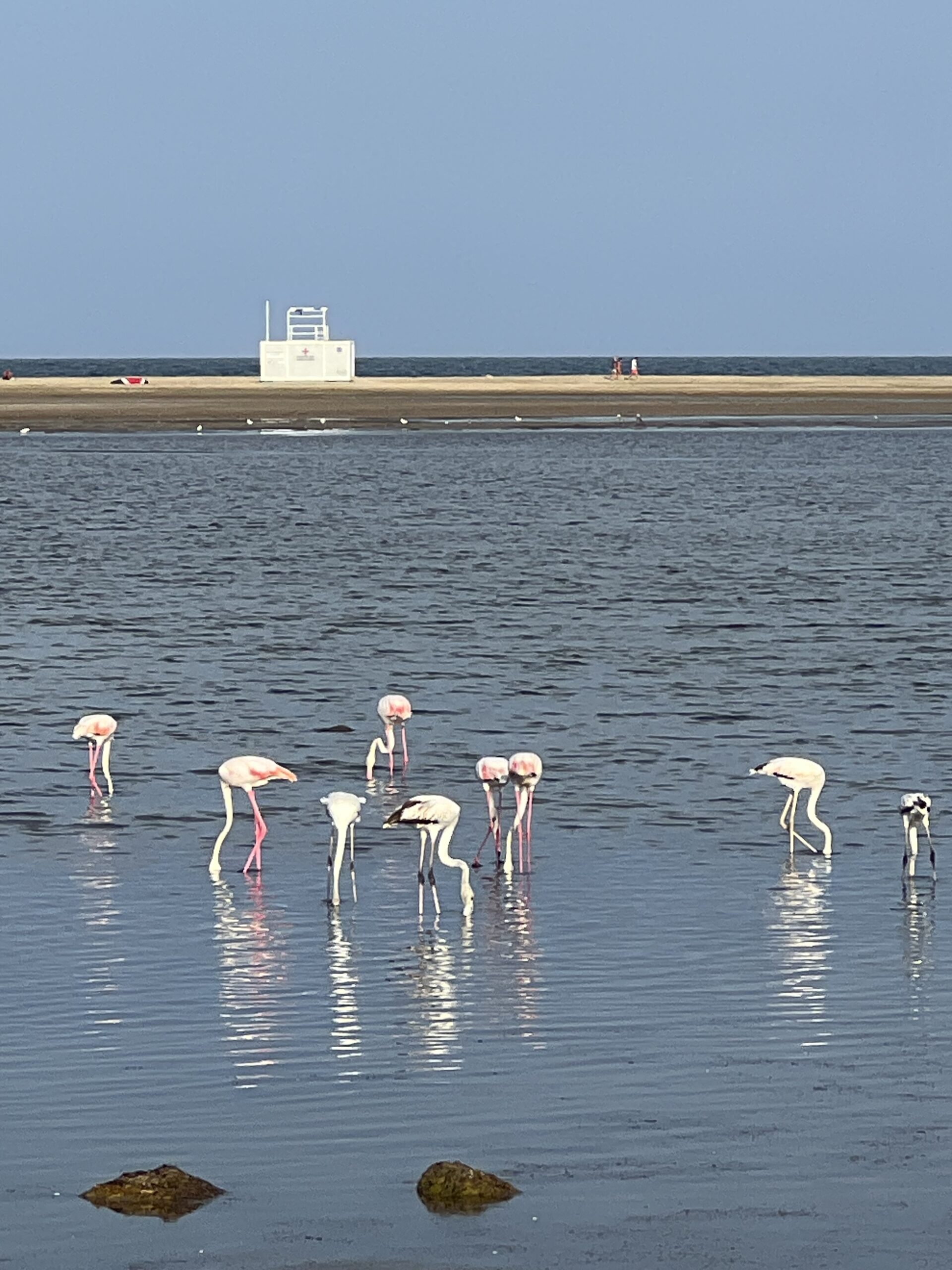 Plage de la Franqui - Leucate - station classée