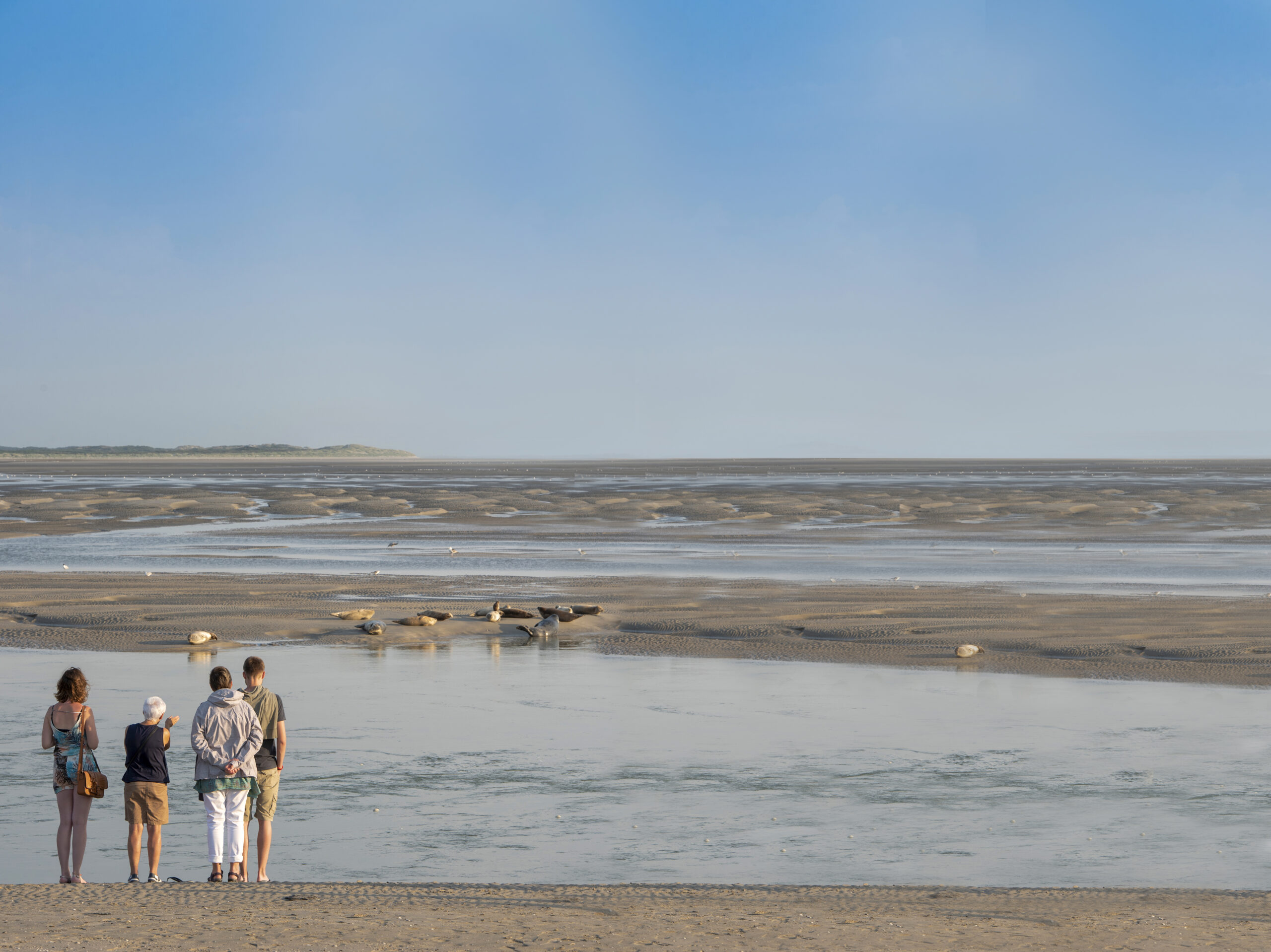 Observation des phoques - Berck sur Mer