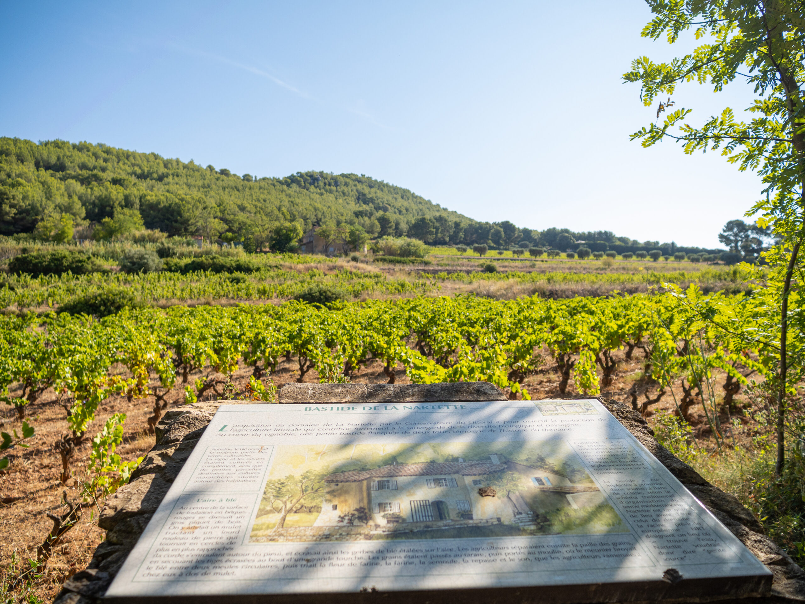 Vignes - Saint Cyr sur Mer - Station Classée